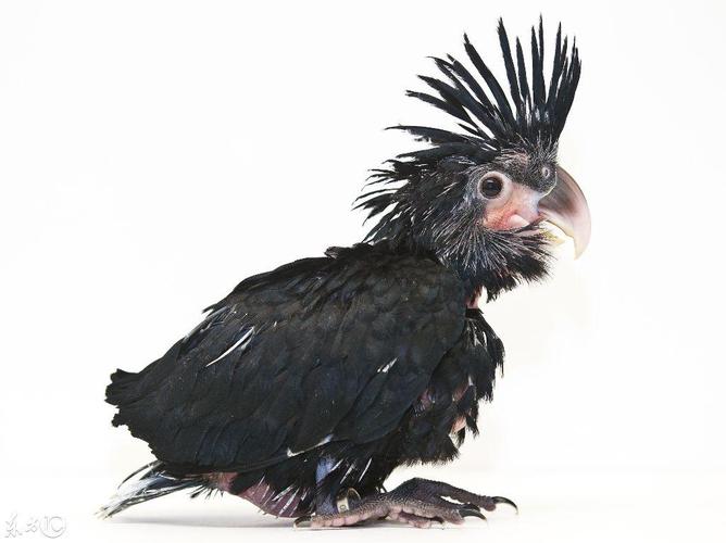 世界上最丑的鹦鹉(一出生就丑得出奇,长大后却霸气十足)-叮百科
