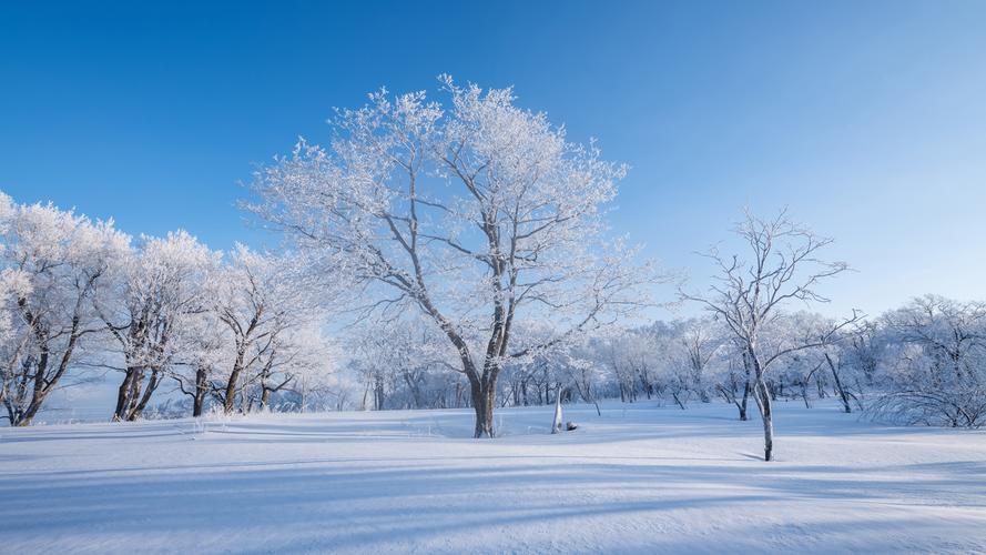冬天 雪景 树林 雪地 自然风景桌面壁纸高清大图预览1920x1080_风景