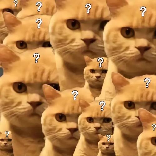 猫咪问号盯沙雕搞笑gif动图_动态图_表情包下载_soogif