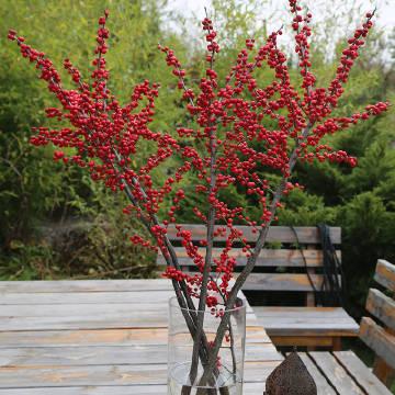 北美冬青鲜切枝,给冬季的室内增添一丝艳丽的色彩.