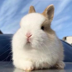 【小白兔子活体图片】小白兔子活体图片大全_好便宜网