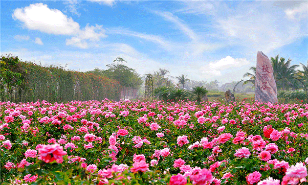 海南旅游科普之亚龙湾国际玫瑰谷