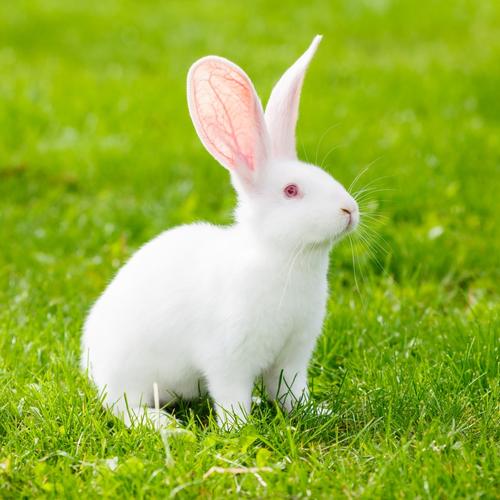 可爱的小白兔图片第3张