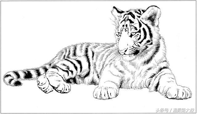 老虎的教程就分享到这里了,想学习更多绘画教程,持续关注头条号:温柔