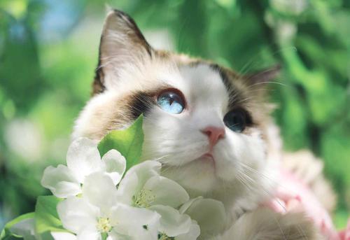 小清新绿色护眼可爱的布偶猫动态屏保