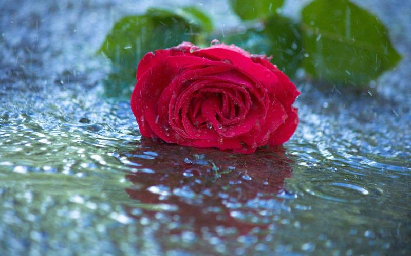 雨中的红玫瑰的歌曲介绍