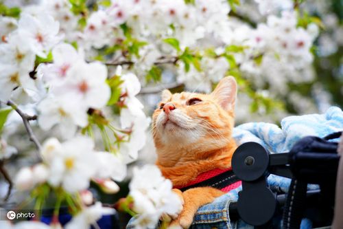 日本两只猫咪跟着主人去旅行樱花树下拍美照