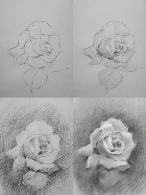 素描玫瑰花练习过程分享