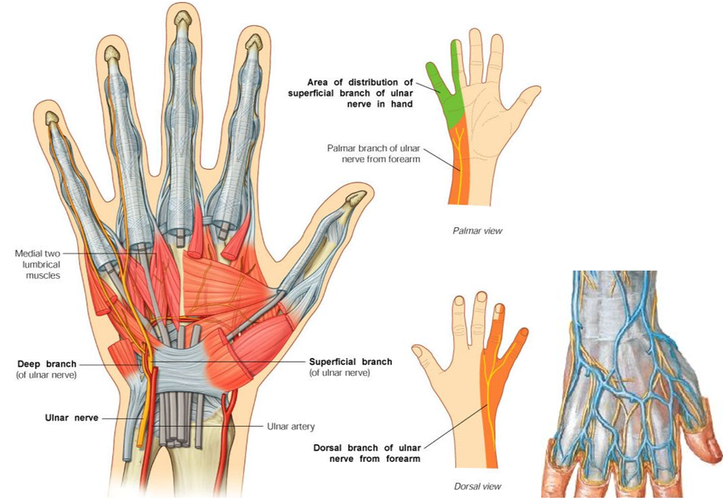 首页 臂神经丛尺神经在进入手腕前发出两条皮枝,dorsal branch支配