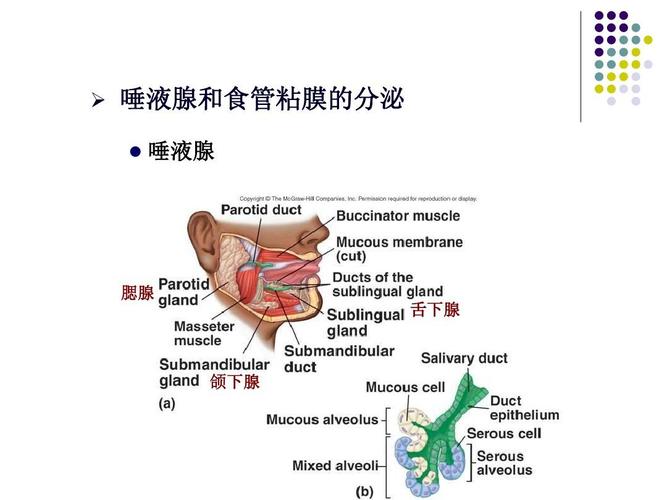 唾液腺和食管粘膜的分泌   唾液腺 腮腺 舌下腺 颌下腺