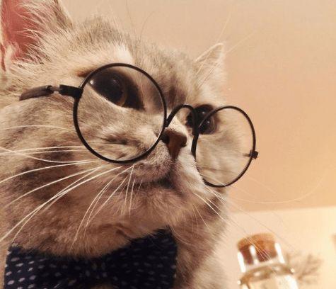 先是带上一些眼镜和领结:于是紧接着,他们就开始进行了猫咪大改造计划