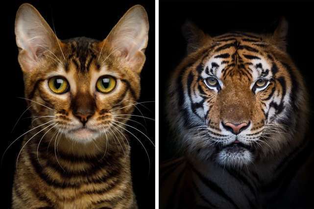 老虎是大猫猫咪是小脑斧三类长得像虎的喵星人人家很温顺