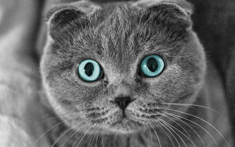 下载桌布 1440x900 苏格兰折耳猫,眼睛,脸 桌面背景
