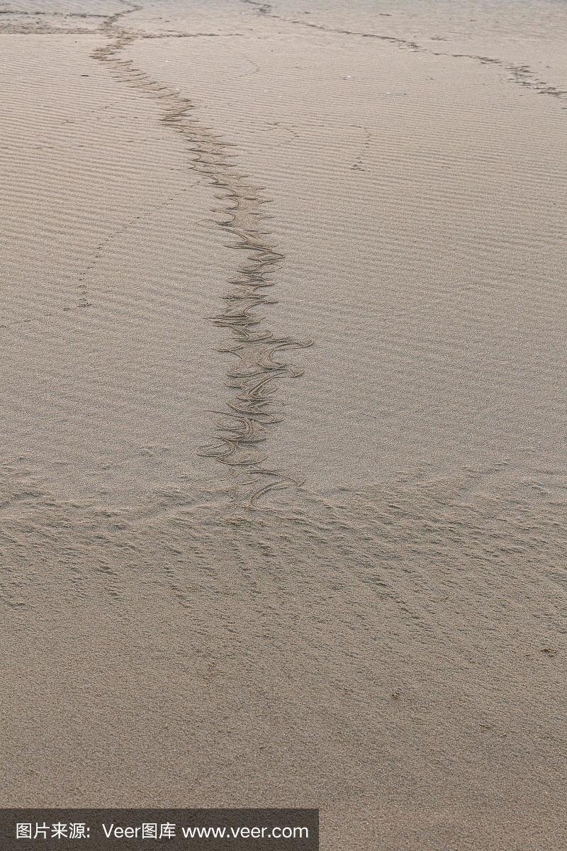 沙地上有蛇的痕迹.彩砂.背景是棕色的沙子.有选择性的重点