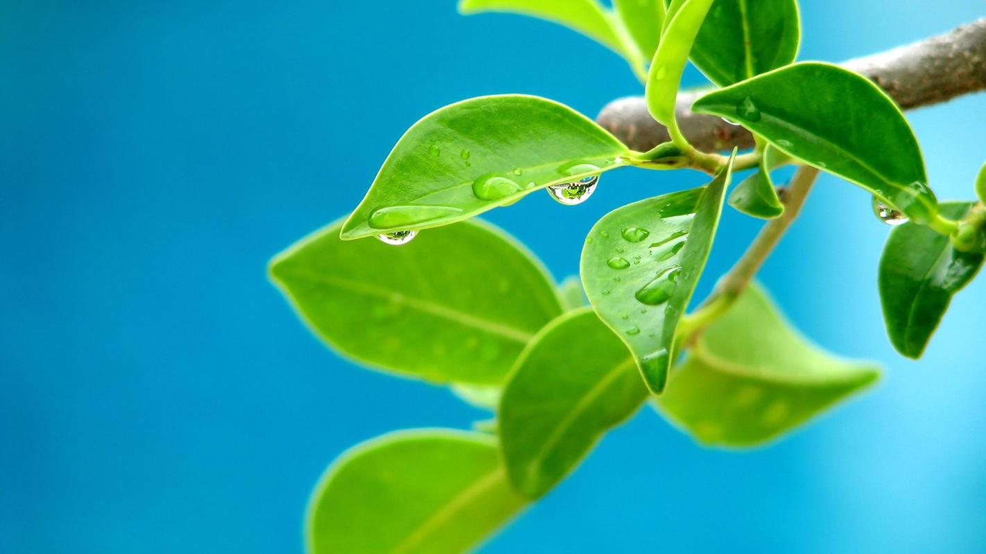 绿色养眼的叶子唯美图片桌面护眼壁纸高清大图预览1024x768_植物壁纸
