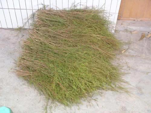 这种草在我国做成扫把卖10元,却在日本成为景点收费!