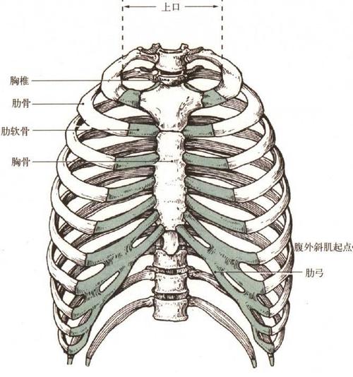 形状的凹陷丁香园儿童胸廓变形一侧胸廓塌陷第14台窒息性胸廓发育不良