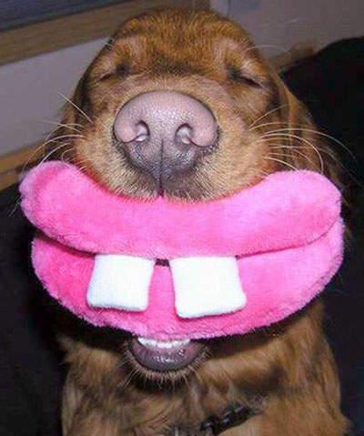 这款超可爱的狗狗绒毛玩具dog lips,是英国ancol公司推出的产品,狗儿
