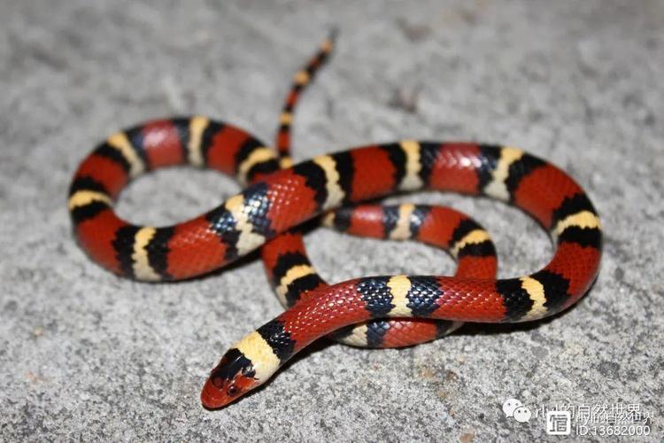 猩红蛇有毒的珊瑚蛇有一个黑色的蛇头,红色的带纹直接与黄色带纹