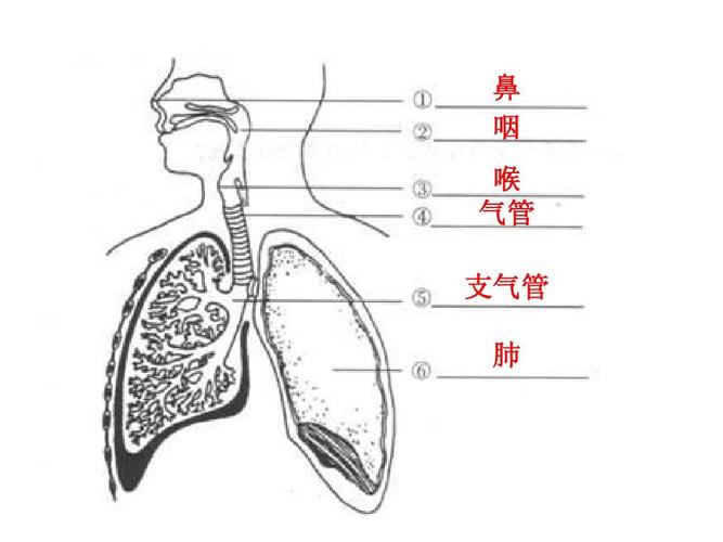 鼻 咽 喉 气管 支气管 肺