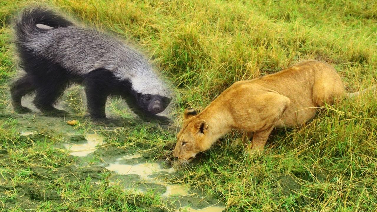 在非洲,为什么狮子和鬣狗之类的猛兽都那么怕平头哥蜜獾?