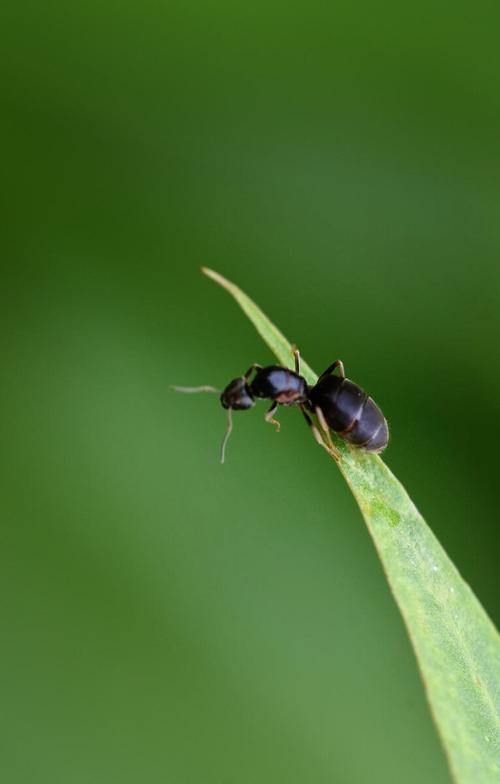 微距拍蚂蚁拍于街心公园