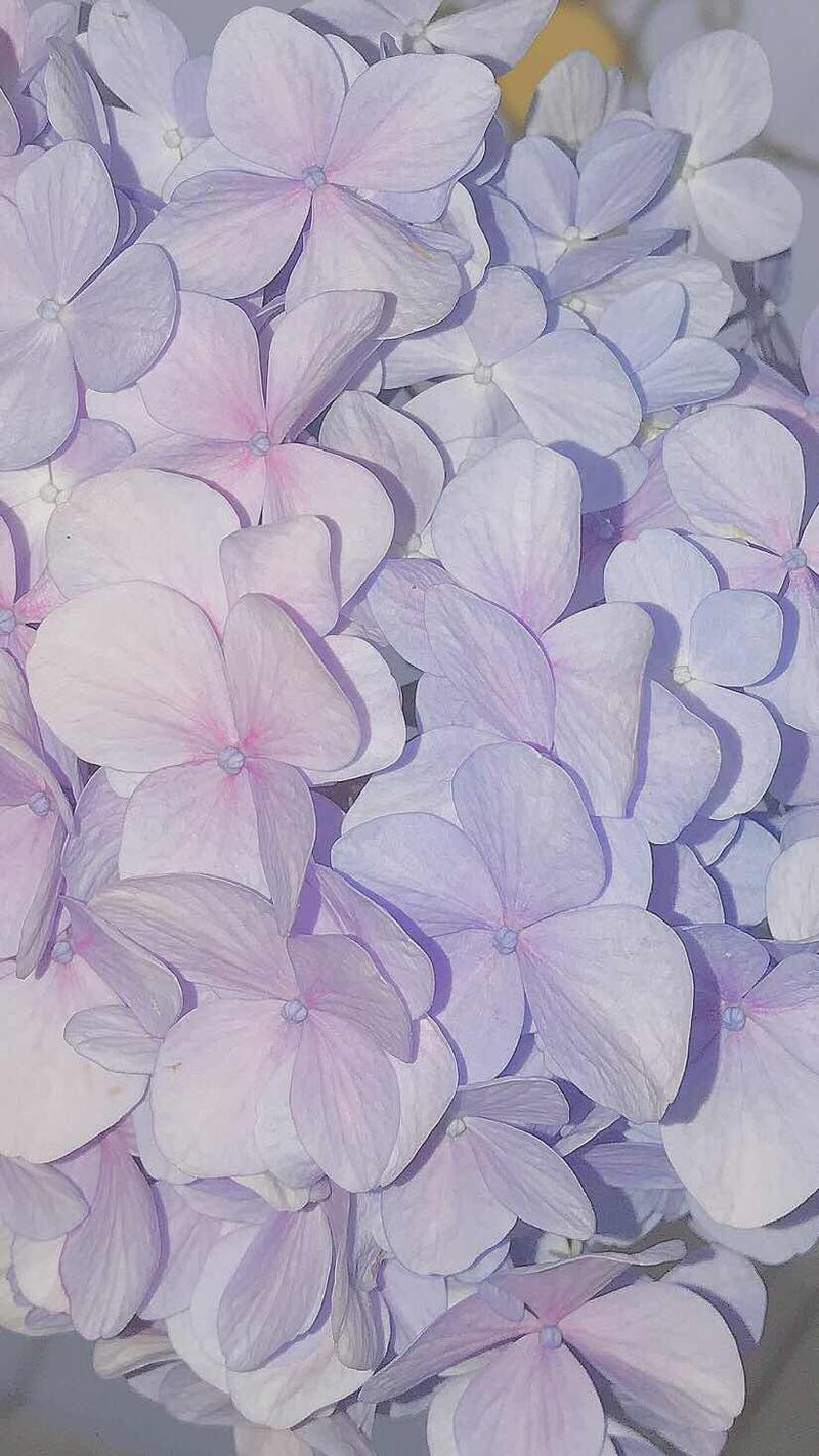 很全的紫色系壁纸,仙气飘飘梦幻紫,仙女们快来领取!