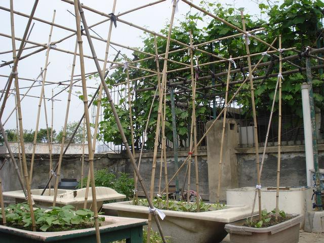 屋顶盆栽蔬菜之给藤科类菜搭支撑竿架