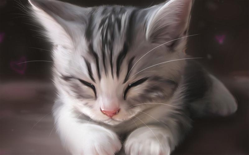 超萌的可爱宠物小猫喵星人图片桌面壁纸高清(2)