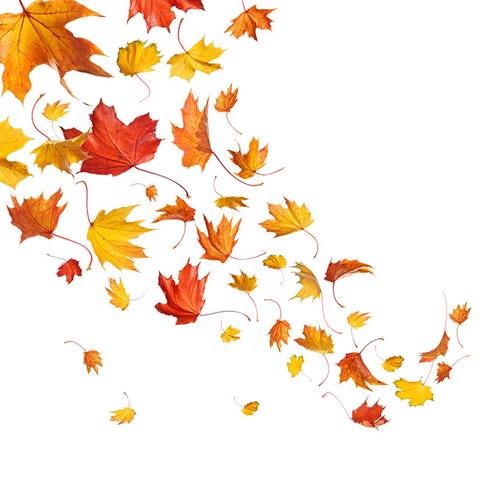 秋天飘落的枫叶高清图片 - 素材中国16素材网