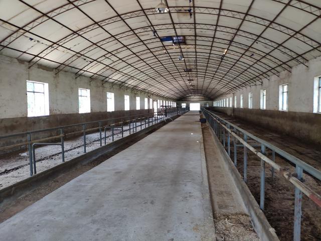中国农村养牛简易牛棚的建设采用大棚的形式 简单实用成本低为主