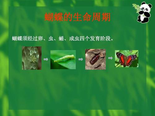 蝴蝶的生命周期 蝴蝶须经过卵,虫,蛹,成虫四个发育阶段.