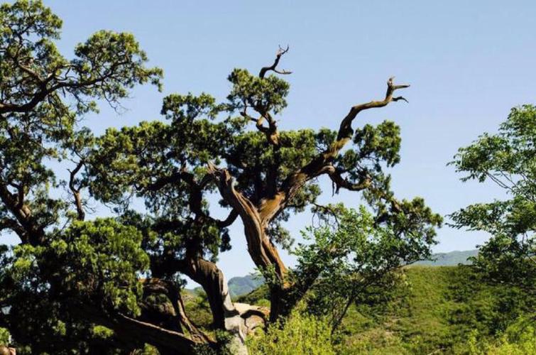 世界最贵十棵树:六棵在中国,价钱不可估量,一棵唐太宗栽种