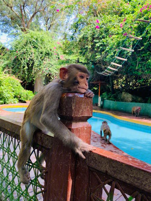 南湾猴岛漂亮可爱的小猴子真的会抢东西啊