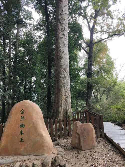 这棵金丝楠木王500多年树龄,其价值不低于一千万了.