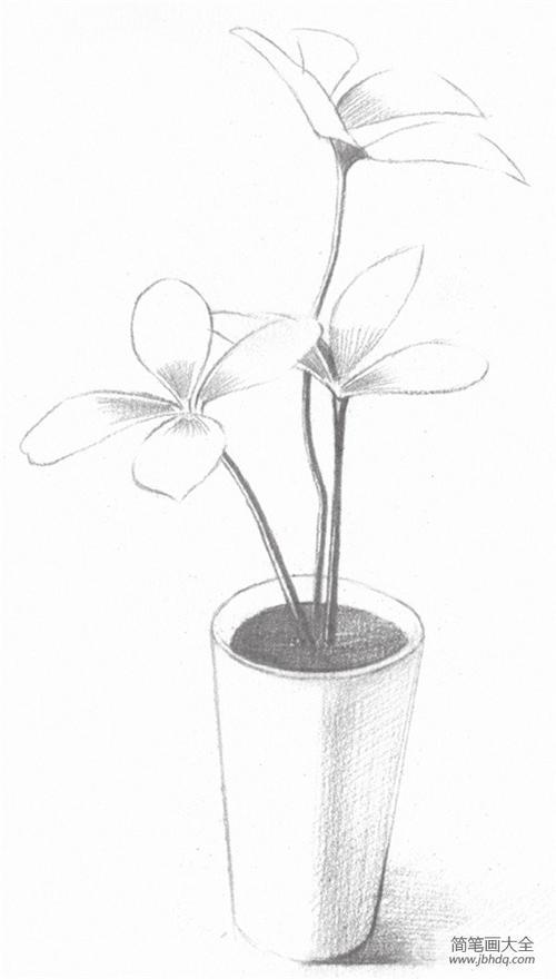 画一幅简笔画素描植物画