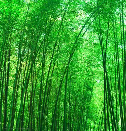 竹林 植物 徒步 竹林 无人 游人 绿色背景 翠竹 摄影爱好者 竹林背景
