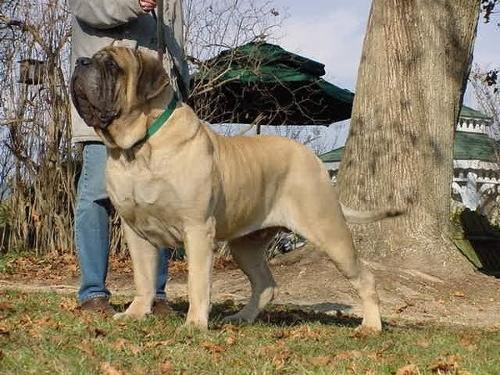 格:1000-5000元 马士提夫獒犬在国内被称为"拿破仑",是最古老的犬种之