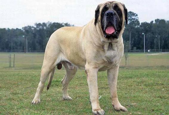 十大巨型犬排行(盘点世界上体型最大的10种狗)