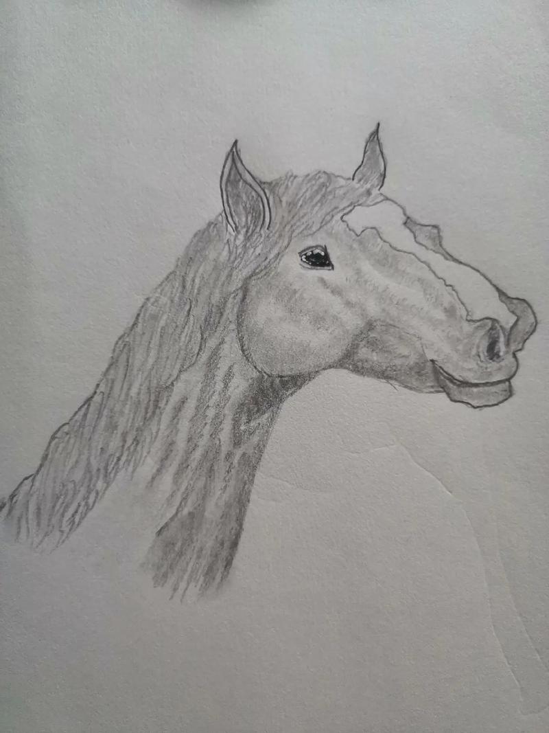 素描画动物练习之马头图片 - 抖音