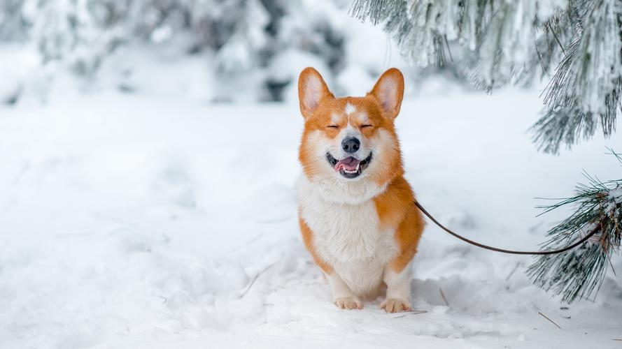 下载壁纸 1920x1080 全高清 微笑的狗,雪,冬天 桌面背景