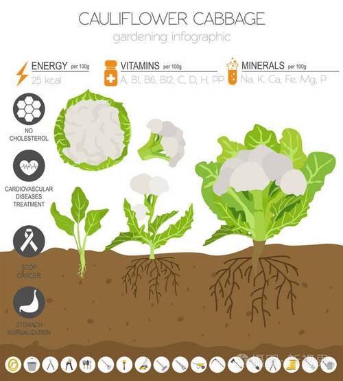 菜花白菜有益特征图形模板. 园艺农业信息图,它是如何生长的.