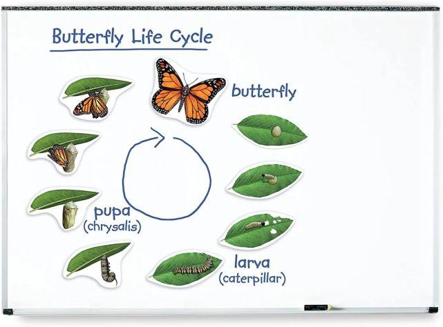 learning resour蝴蝶生命循环磁铁从2岁到初高中,都可以找到对应的