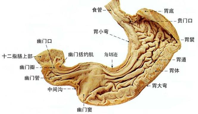 人体胃部解剖示意图-人体解剖图