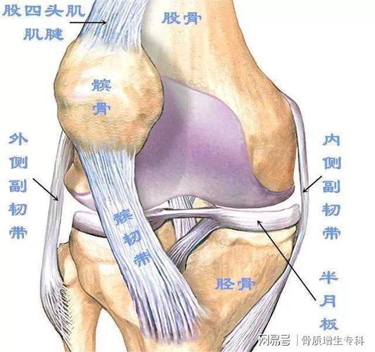 膝关节结构:膝关节主要由股骨内外侧髁和胫骨内外侧髁以及前方的髌骨