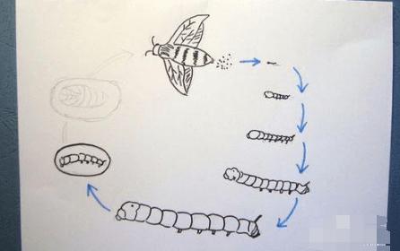 蚕生长的四个过程图片简笔画|蚕一二三四五龄图片及生长过程_蚕卵_蚕
