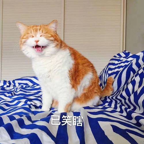 橘猫表情包