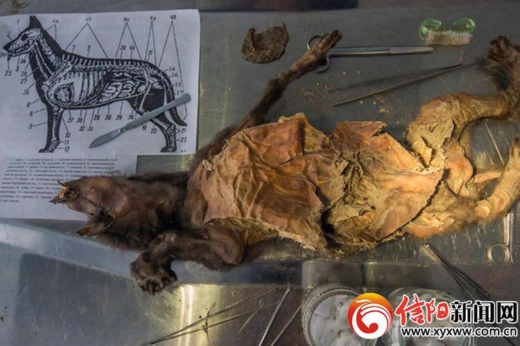 这条狗12460岁,生物学家解剖后得到意外惊喜