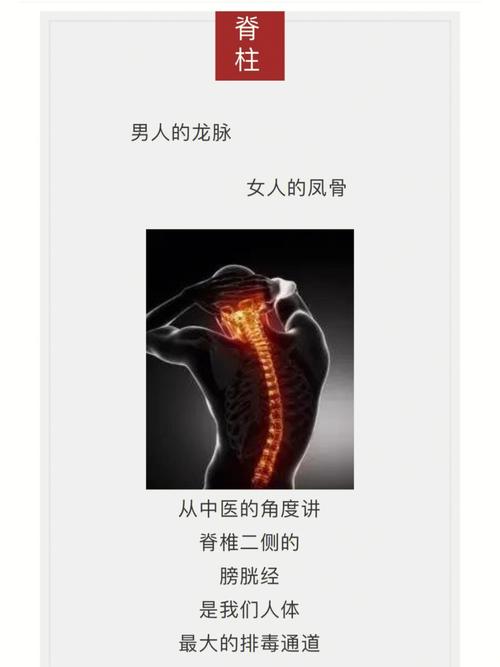 脊柱健康脊椎是人体最重要的部位