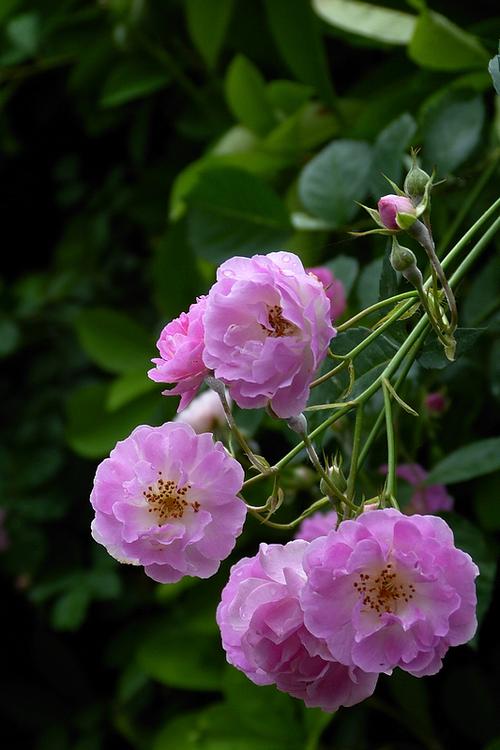 盛开的蔷薇花-中关村在线摄影论坛